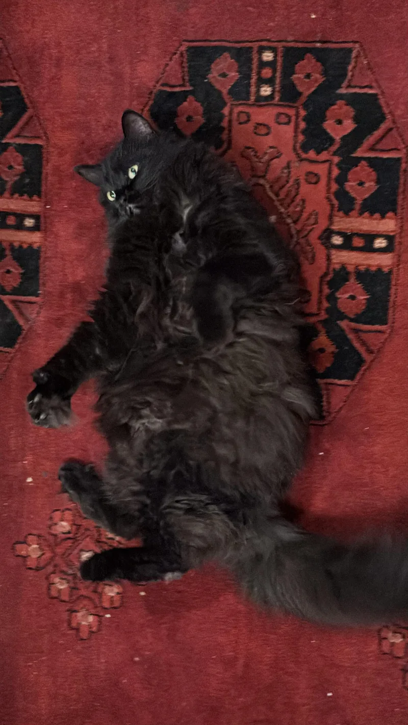 A senior large-sized female Black Domestic Long Hair cat named Suzannah for adoption in Medford, MA