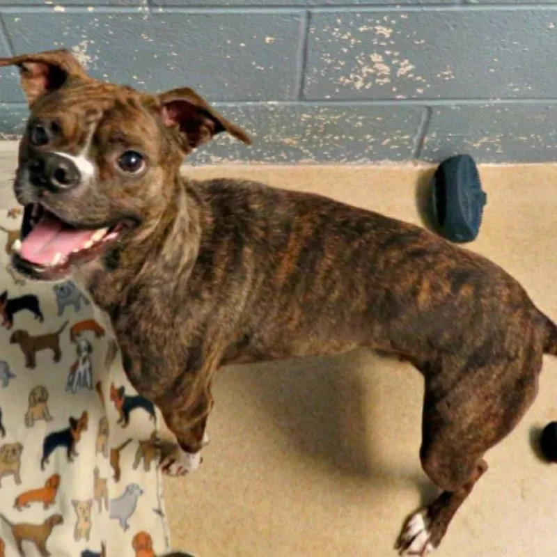 An adult medium-sized female Boxer dog named Nemi for adoption in Alexandria, VA