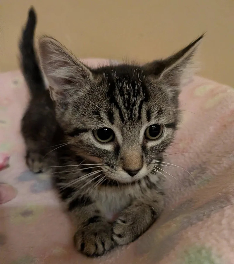 A baby medium-sized female Tabby (Gray / Blue / Silver) Domestic Short Hair cat named Macadamia for adoption in Queen Creek, AZ