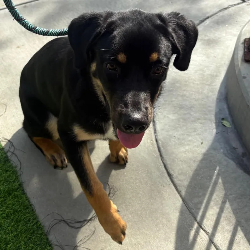 A baby medium-sized male Black Rottweiler dog named Niko for adoption in Chicago, IL