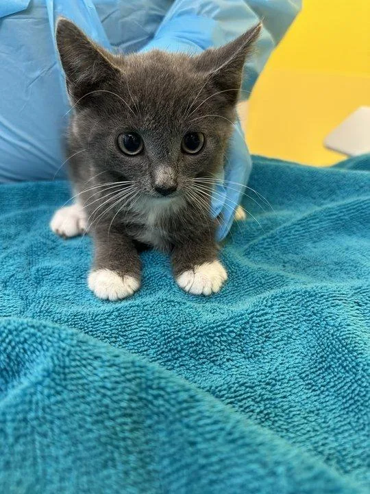 A baby small-sized male Gray / Blue / Silver Domestic Short Hair cat named Wishmere for adoption in Raleigh, NC