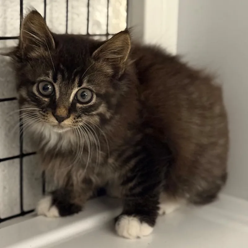 A baby small-sized female Domestic Medium Hair cat named Velvet for adoption in Ewing, NJ