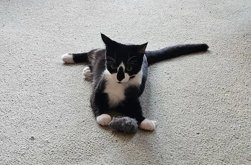 A young medium-sized male Black & White / Tuxedo Domestic Short Hair cat named Shamu for adoption in Reading, PA