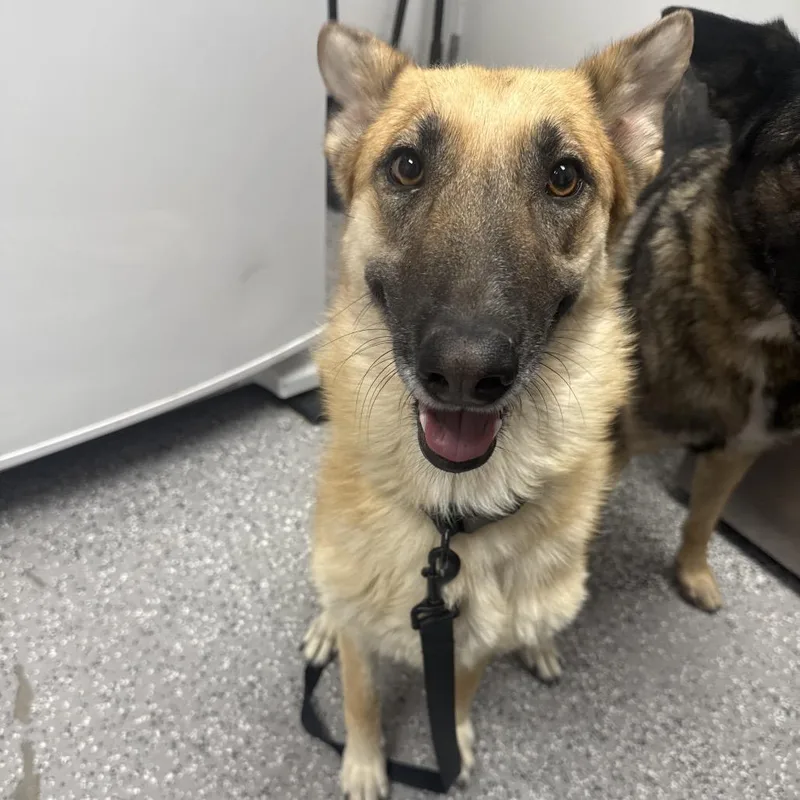 An adult medium-sized female Yellow / Tan / Blond / Fawn Belgian Shepherd / Malinois dog named Mika for adoption in Henderson, NV