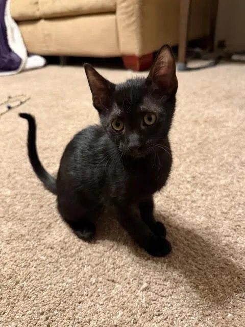 A young medium-sized male Black Domestic Short Hair cat named Orion for adoption in Fort Collins, CO