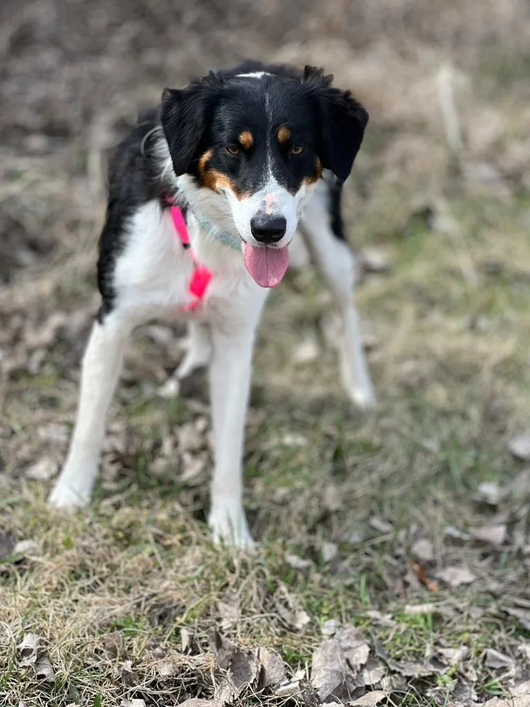 A young medium-sized female English Shepherd dog named Tami for adoption in Savage, MN
