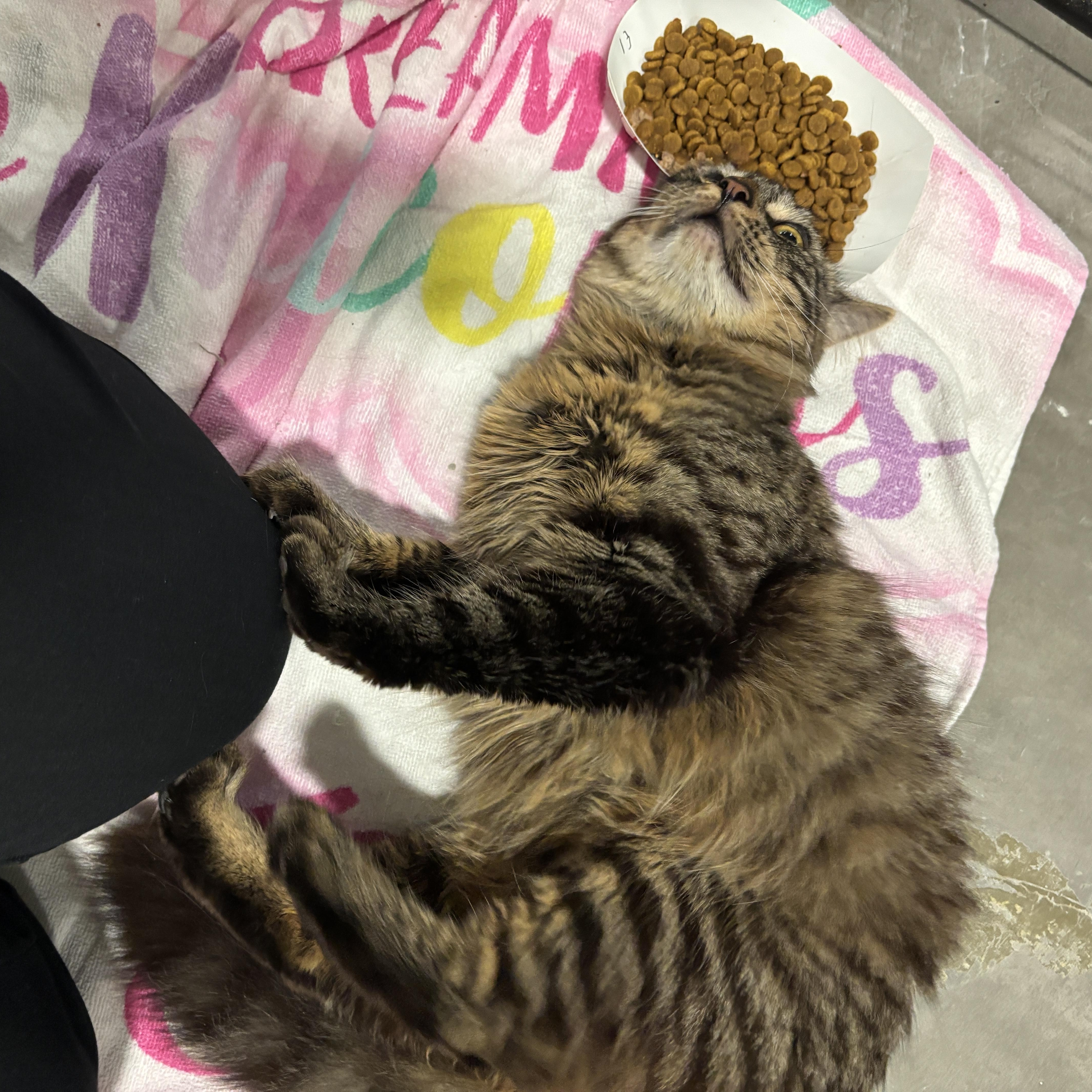 An adult medium-sized female Domestic Medium Hair cat named Posh for adoption in Columbus, OH