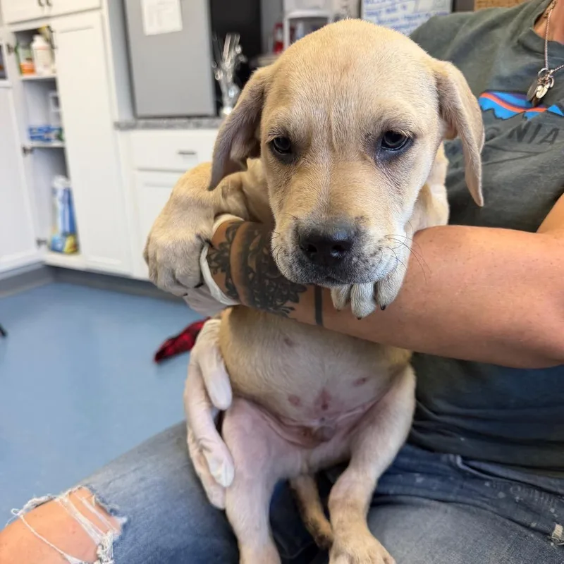 A baby large-sized male Yellow / Tan / Blond / Fawn Labrador Retriever dog named Aston for adoption in Watertown, NY