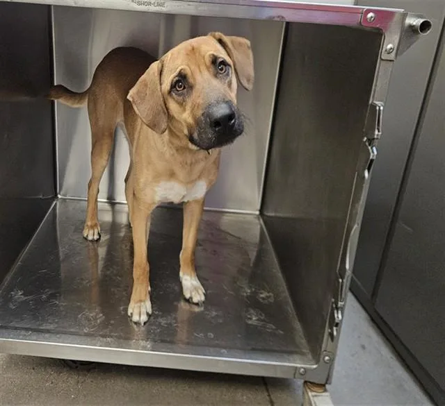 A young large-sized male Foxhound dog named Pazookie for adoption in Tucson, AZ
