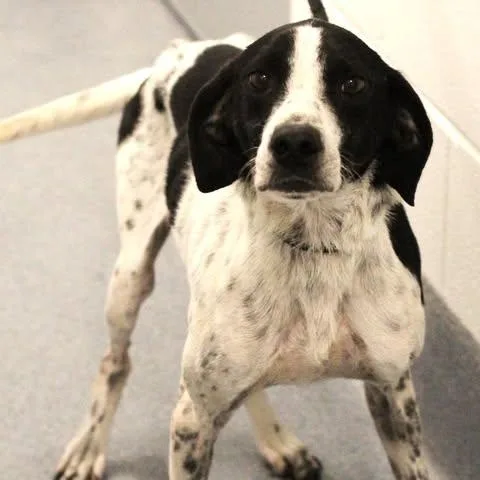 An adult medium-sized male White / Cream Hound dog named 26-01719 for adoption in Fredericksburg, VA