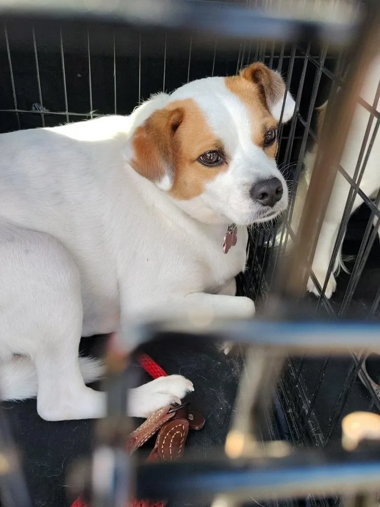 An adult small-sized male Tricolor (Brown, Black, & White) Papillon dog named Bob for adoption in Middletown, CT