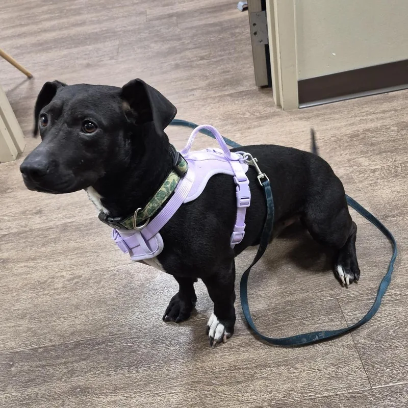 An adult medium-sized male Black Labrador Retriever dog named Txacstray for adoption in Portland, TX