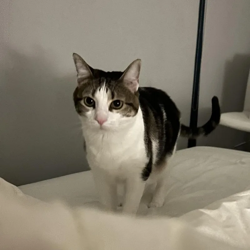 An adult large-sized female Brown / Chocolate Domestic Short Hair cat named Maurice for adoption in Chicago, IL