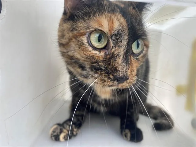 A young medium-sized female Domestic Short Hair cat named Annie for adoption in Garland, TX