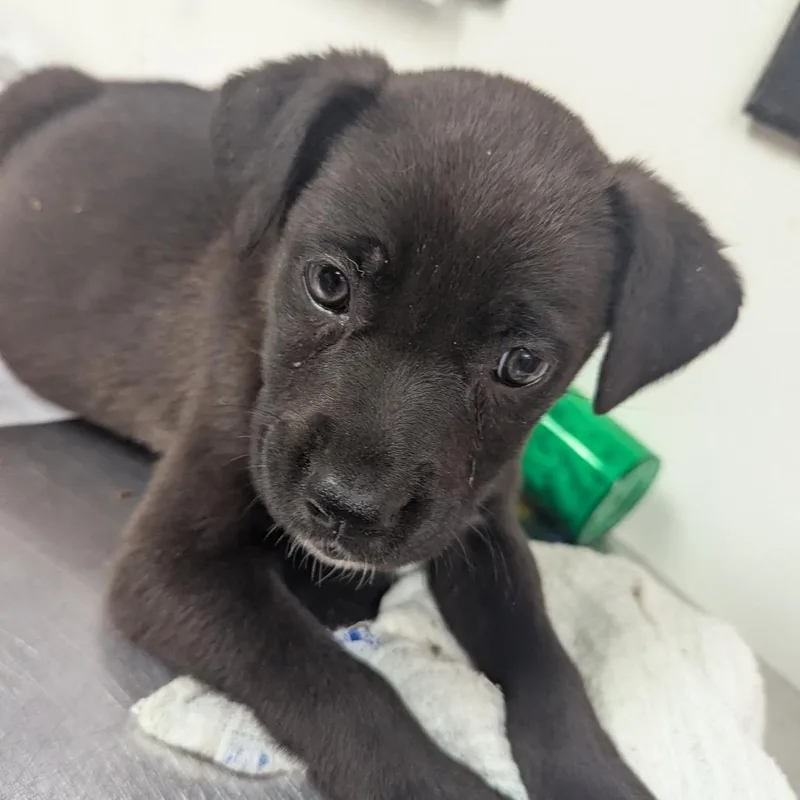 A baby small-sized female Black Terrier dog named Latoya for adoption in Birmingham, AL