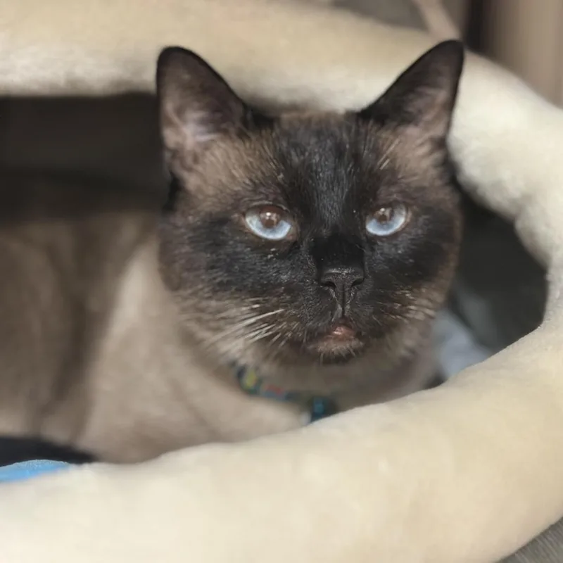 An adult large-sized male Brown / Chocolate Siamese cat named BF Blueberry for adoption in Port Washington, NY