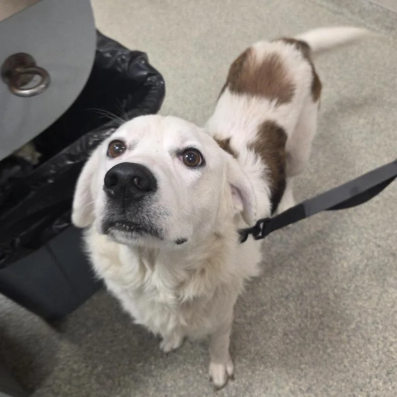 An adult medium-sized male White / Cream Mixed Breed dog named Rowdy for adoption in Jacksonville, FL