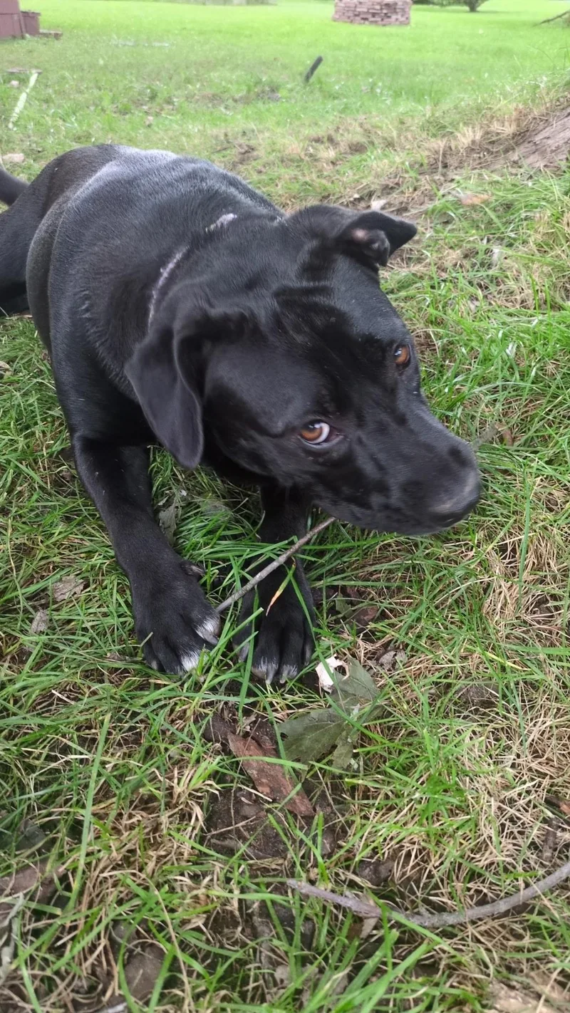 A young medium-sized female Labrador Retriever dog named Hero for adoption in White Lake, MI