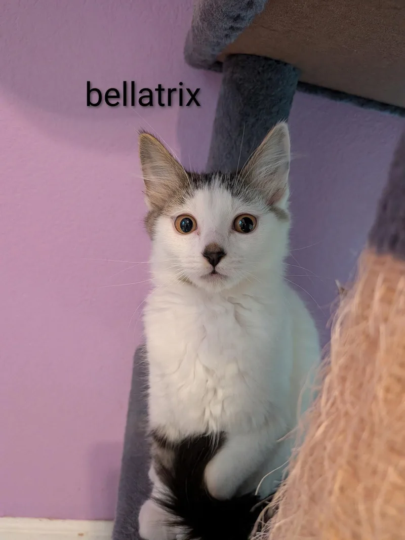 A baby medium-sized female Domestic Short Hair cat named Bellatrix for adoption in Kansas City, MO