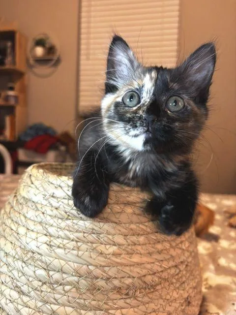 A baby medium-sized female Tortoiseshell cat named Praline for adoption in Lafayette, LA
