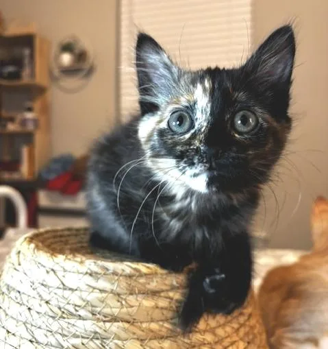 Praline thumbnail 3