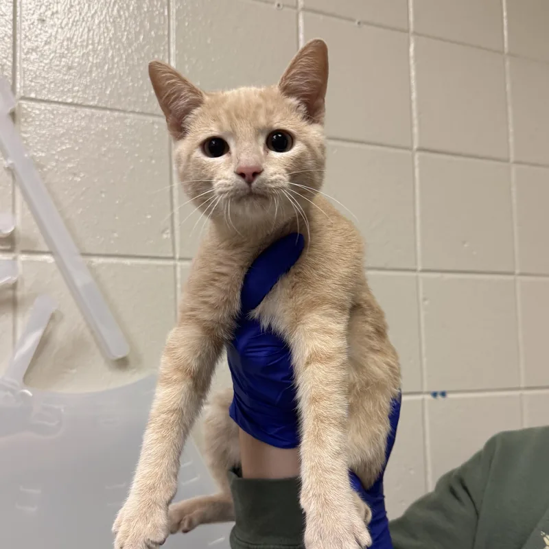 A young small-sized male Domestic Short Hair cat named Benji for adoption in Kearney, NE