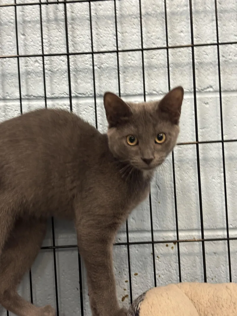 A young small-sized female Domestic Short Hair cat named Pound Cake for adoption in Bedford, VA
