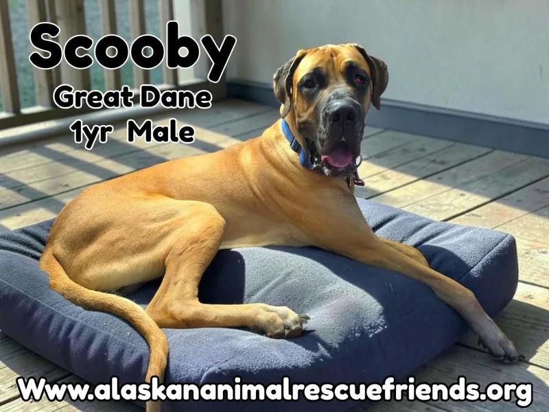 An adult extra large-sized male Great Dane dog named Scooby for adoption in Anchorage, AK