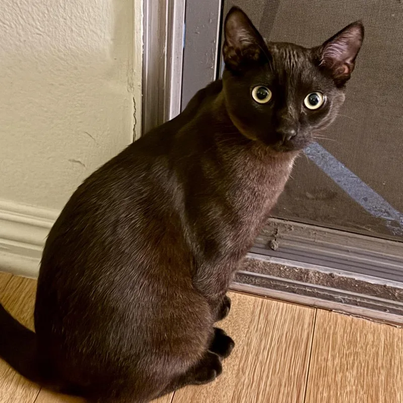 A young small-sized male Brown / Chocolate Domestic Short Hair cat named Loki for adoption in Los Angeles, CA