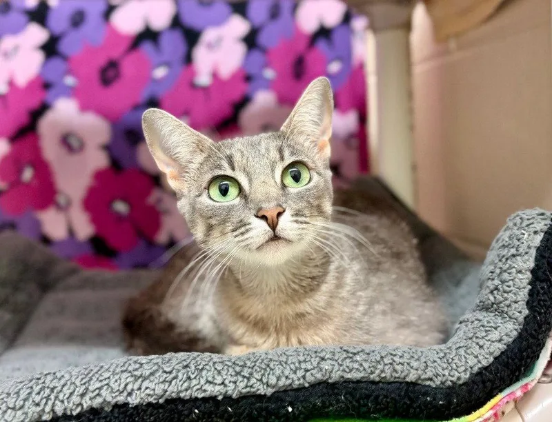 A young small-sized female Domestic Short Hair cat named Misty for adoption in Sayreville, NJ