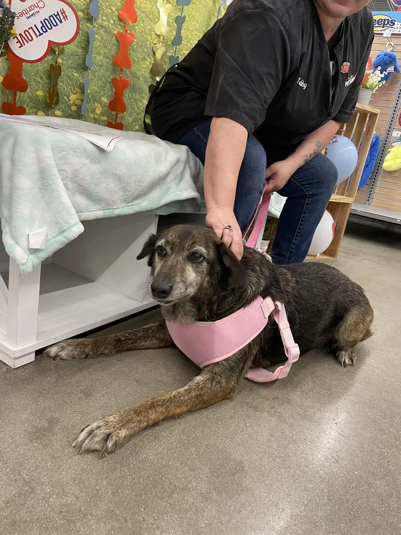 A senior medium-sized female Border Collie dog named Sarah for adoption in Bryan, TX