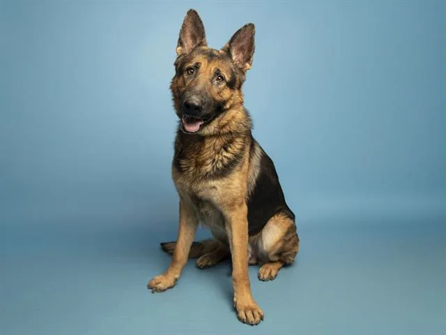 An adult large-sized male German Shepherd Dog dog named Reggie for adoption in Phoenix, AZ