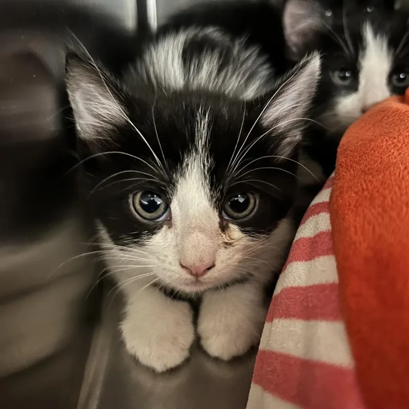 A baby small-sized female Black Domestic Short Hair cat named Rhubarb for adoption in Denver, CO