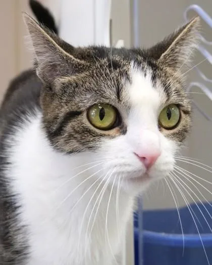 An adult medium-sized female Domestic Short Hair cat named Coco for adoption in Fishers, IN