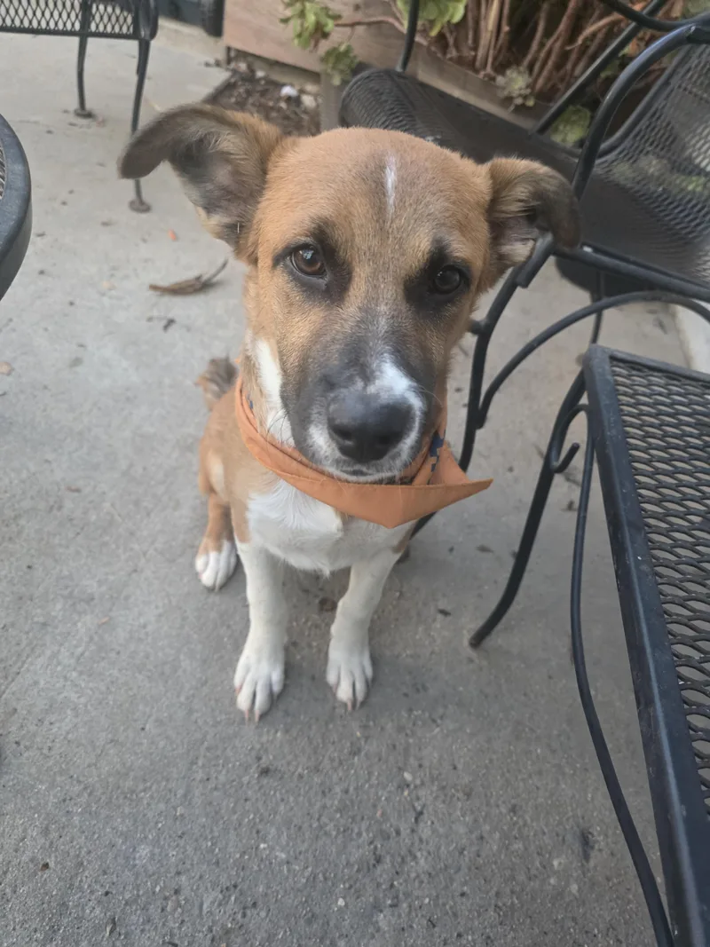 A baby medium-sized male Red / Chestnut / Orange Shepherd dog named Todd for adoption in Santa Clara, CA