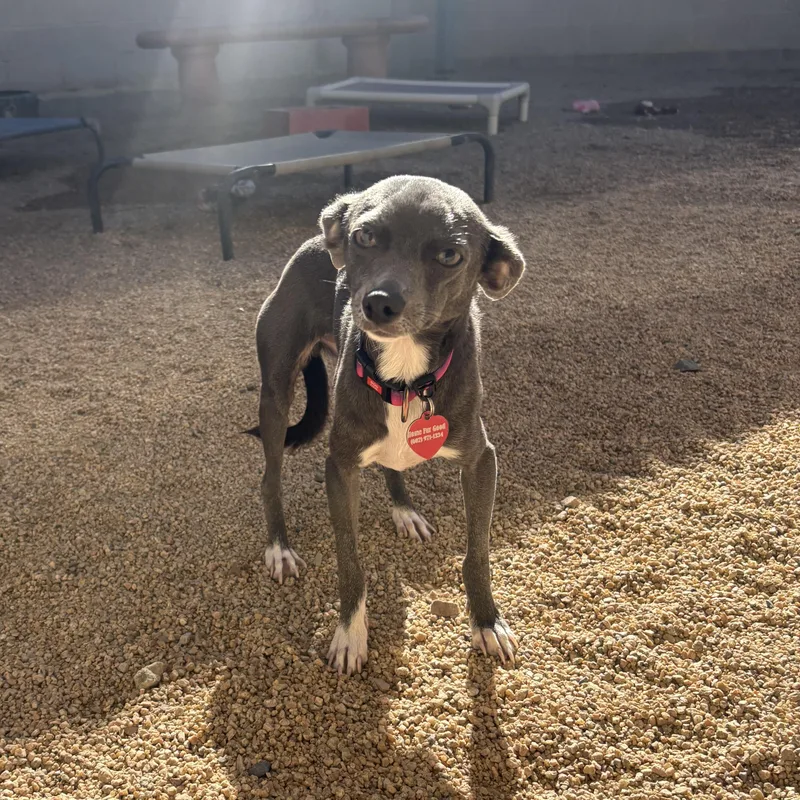 An adult small-sized female Chihuahua dog named Betty for adoption in Phoenix, AZ