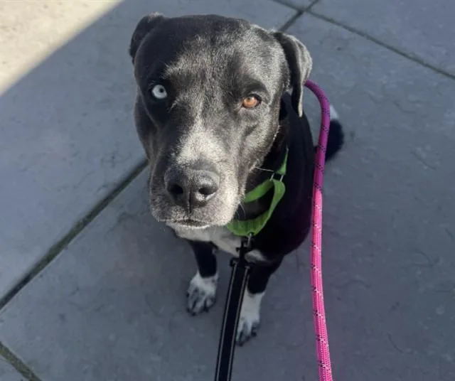 An adult large-sized male Labrador Retriever dog named Rock Lee for adoption in Tucson, AZ