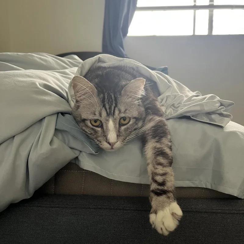 Sesame Seed thumbnail 3