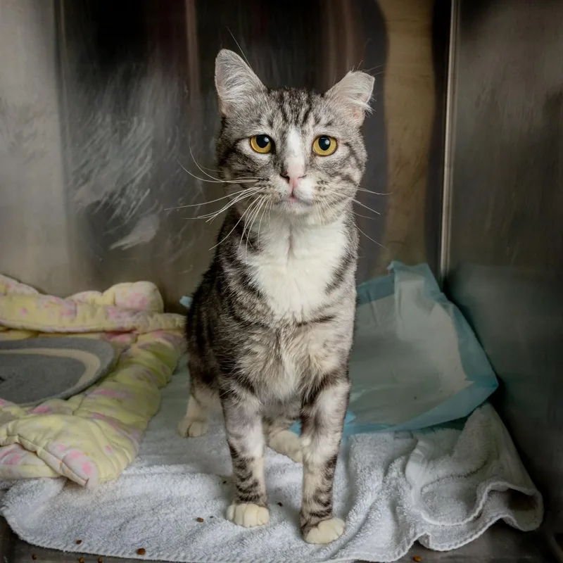 Sesame Seed thumbnail 5