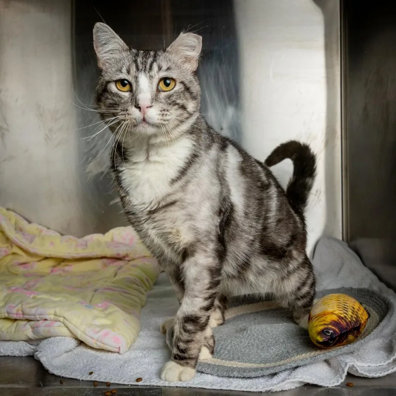 Sesame Seed thumbnail 6