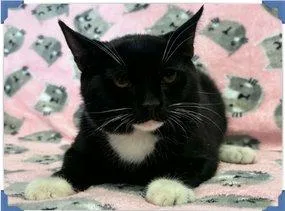 A baby small-sized male Black & White / Tuxedo Domestic Short Hair cat named Gabriel for adoption in Raleigh, NC