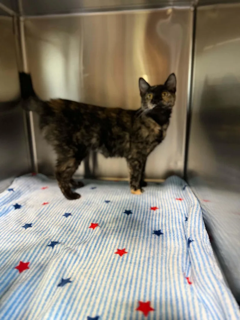 A young medium-sized female Tortoiseshell Domestic Short Hair cat named Pumpkin for adoption in Dysart, IA
