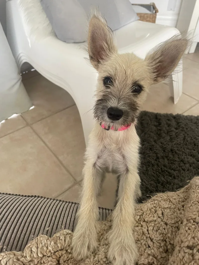 Jaydenella thumbnail 2