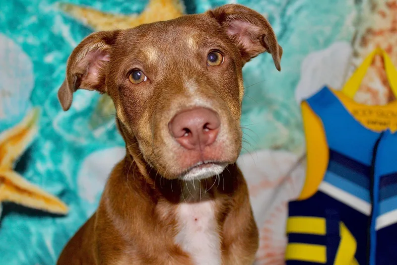 Velurion thumbnail 3