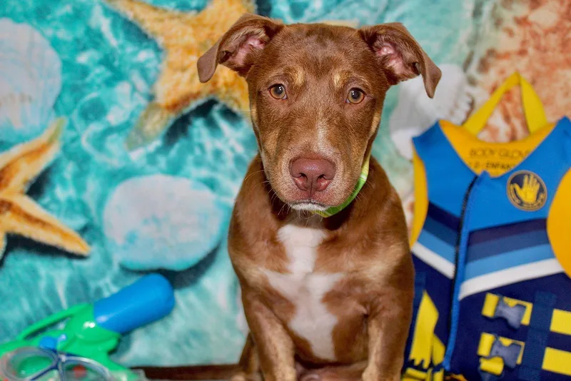 Velurion thumbnail 6