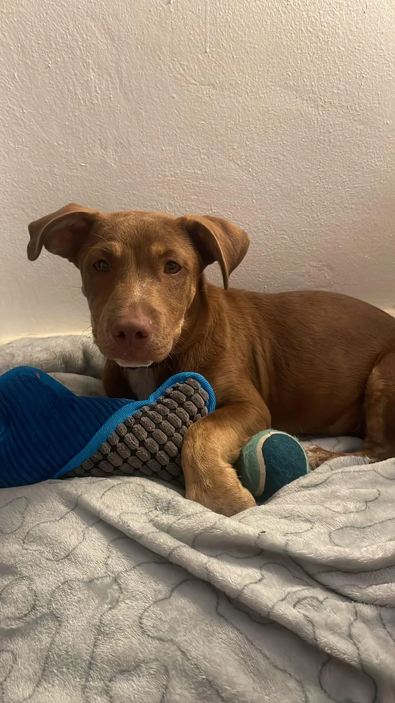 Velurion thumbnail 2