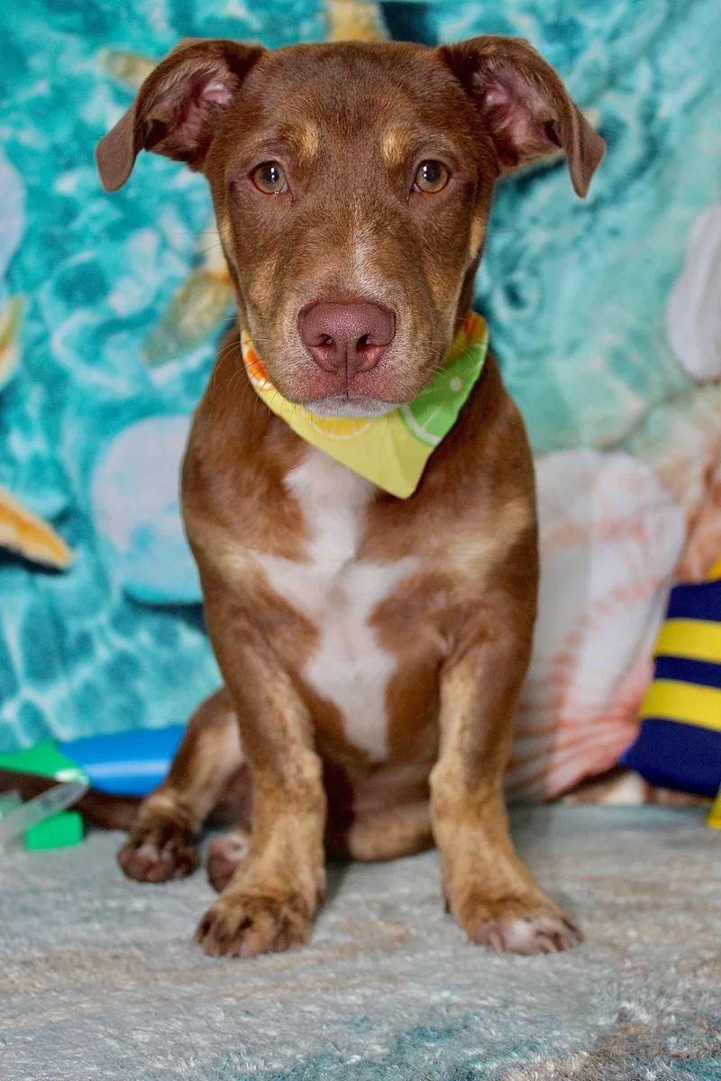 Velurion thumbnail 4