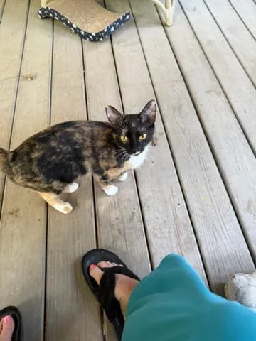 A baby medium-sized female Calico Domestic Short Hair cat named Sadie for adoption in Newton, NC