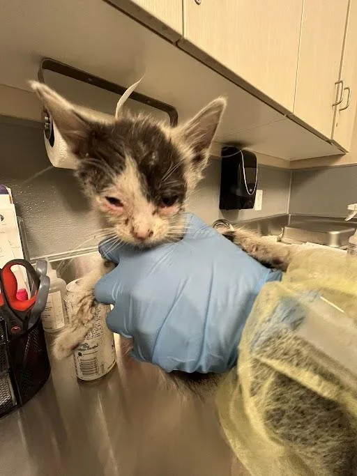 A baby small-sized male Domestic Short Hair cat named Pudge for adoption in Las Vegas, NV