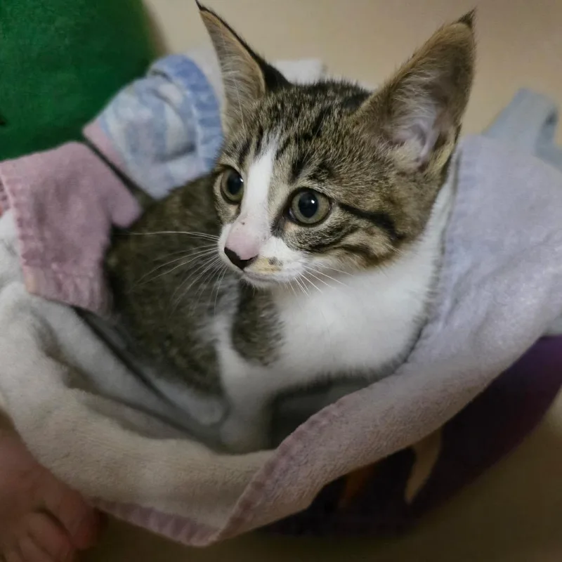 A baby small-sized male Gray / Blue / Silver Domestic Short Hair cat named Wayne for adoption in Wichita, KS